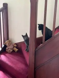 Fred & Barney