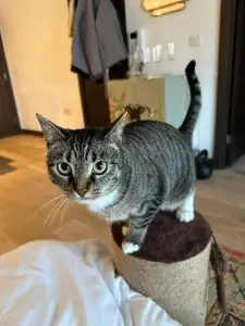 Mellie