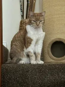Mika