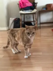 Napoleon