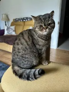 Percy