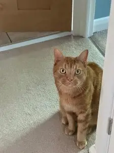 Simba