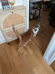 Woody&Willow1