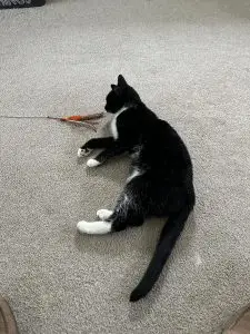 Oreo